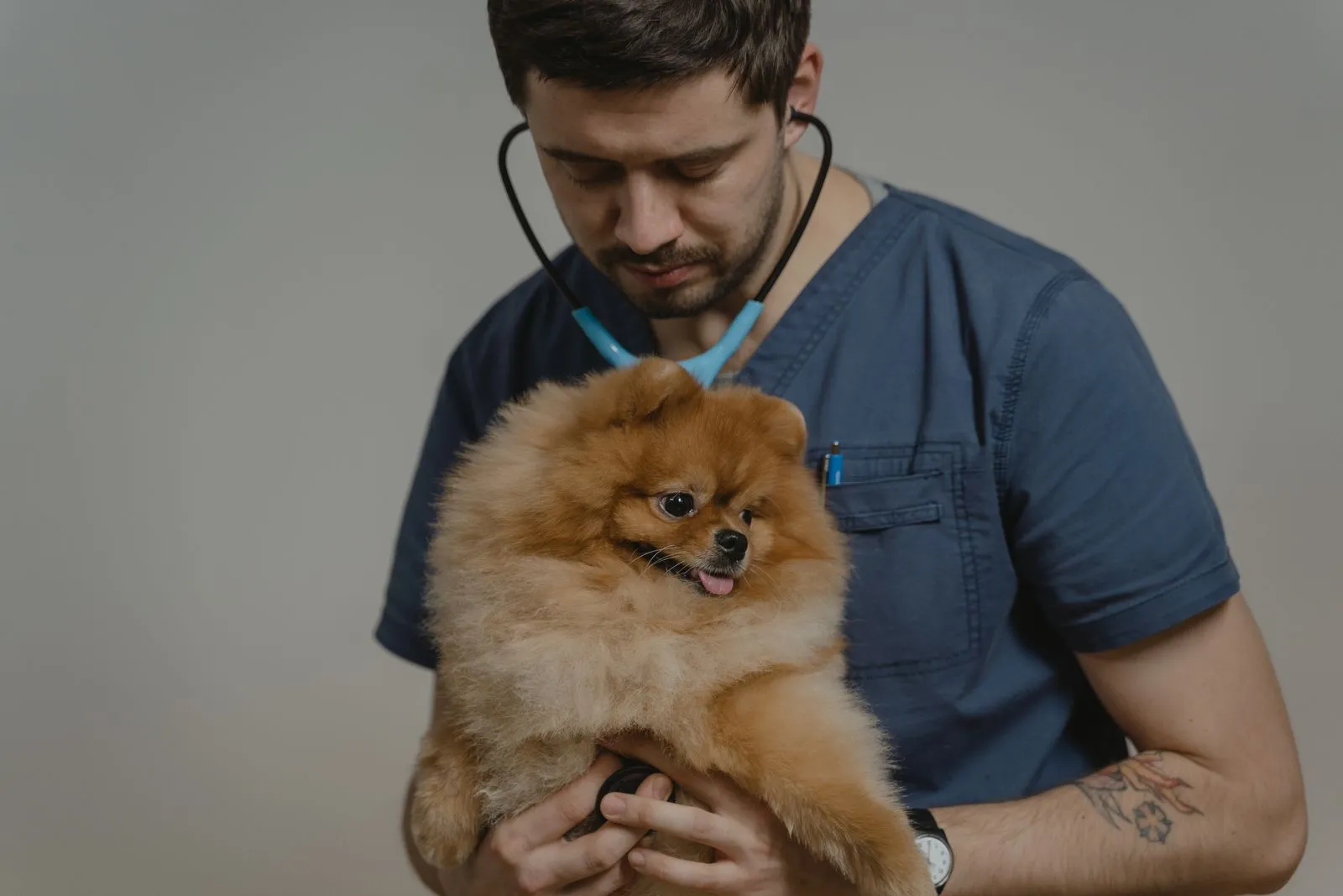 How to Prepare Your Pet for a Home Vet Visit